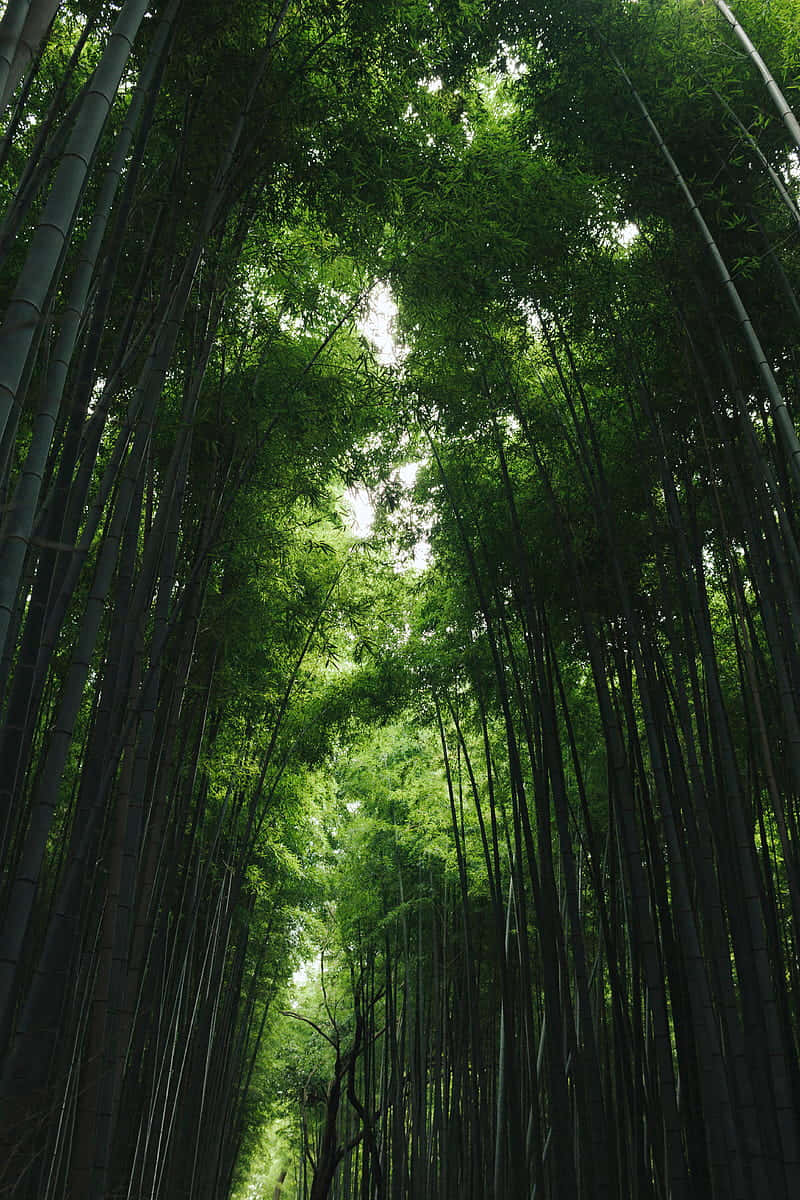 Entfessledie Kraft Der Natur Mit Dem Bambus-handy. Wallpaper