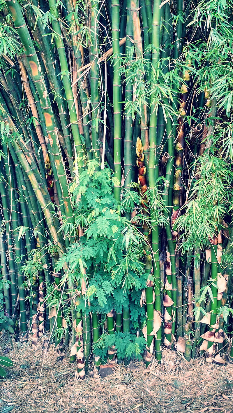 Unárbol De Bambú Fondo de pantalla