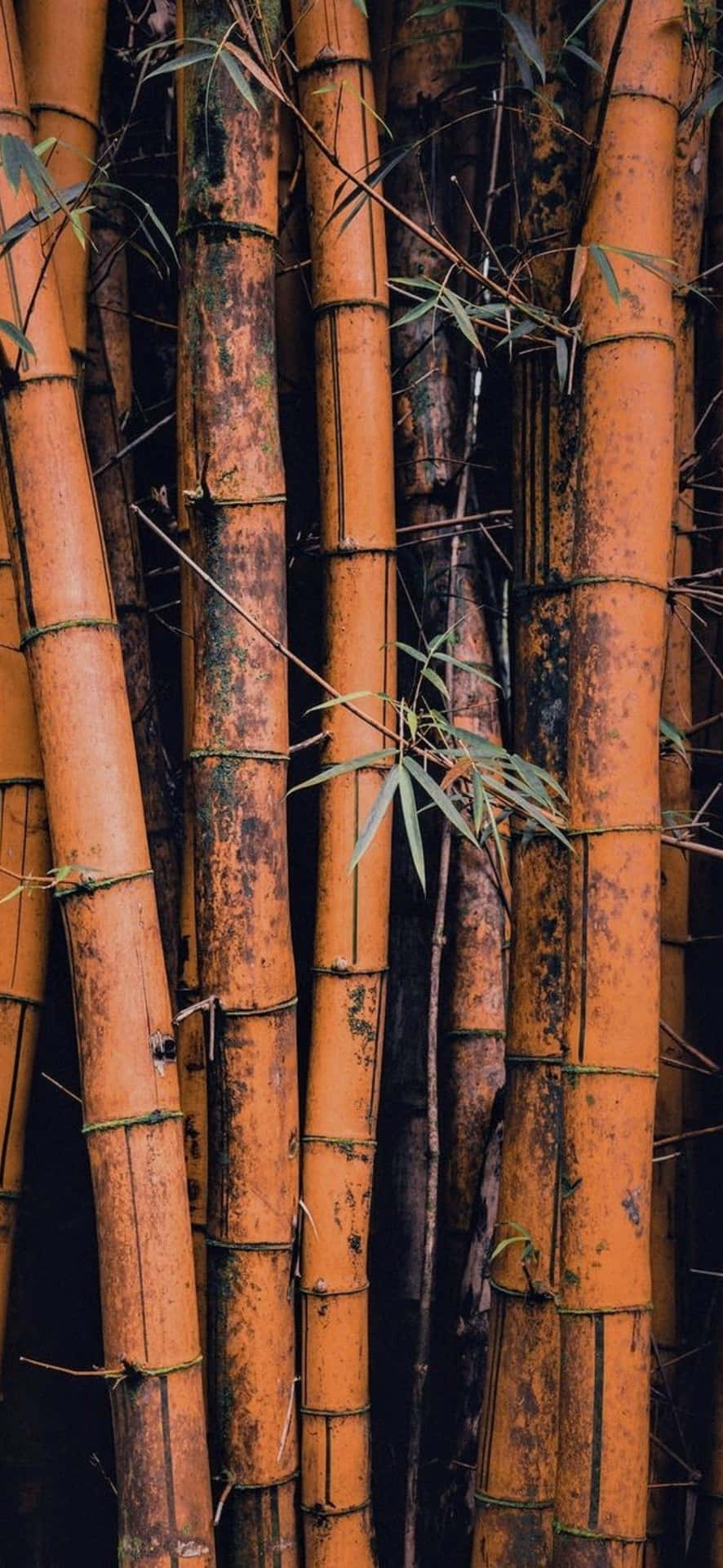 A Close Up Of Some Bamboo Trees Wallpaper