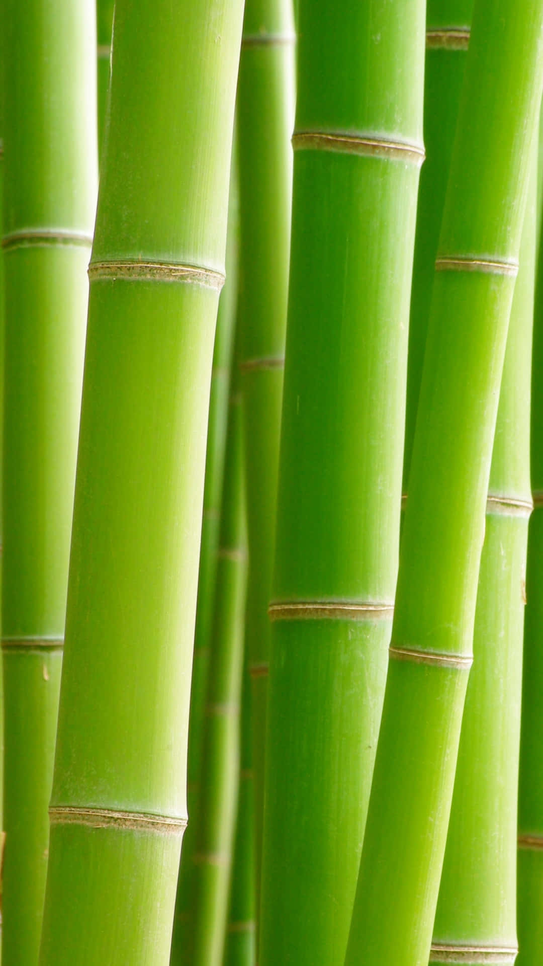 Abracela Biodiversidad Con El Último Teléfono De Bambú. Fondo de pantalla