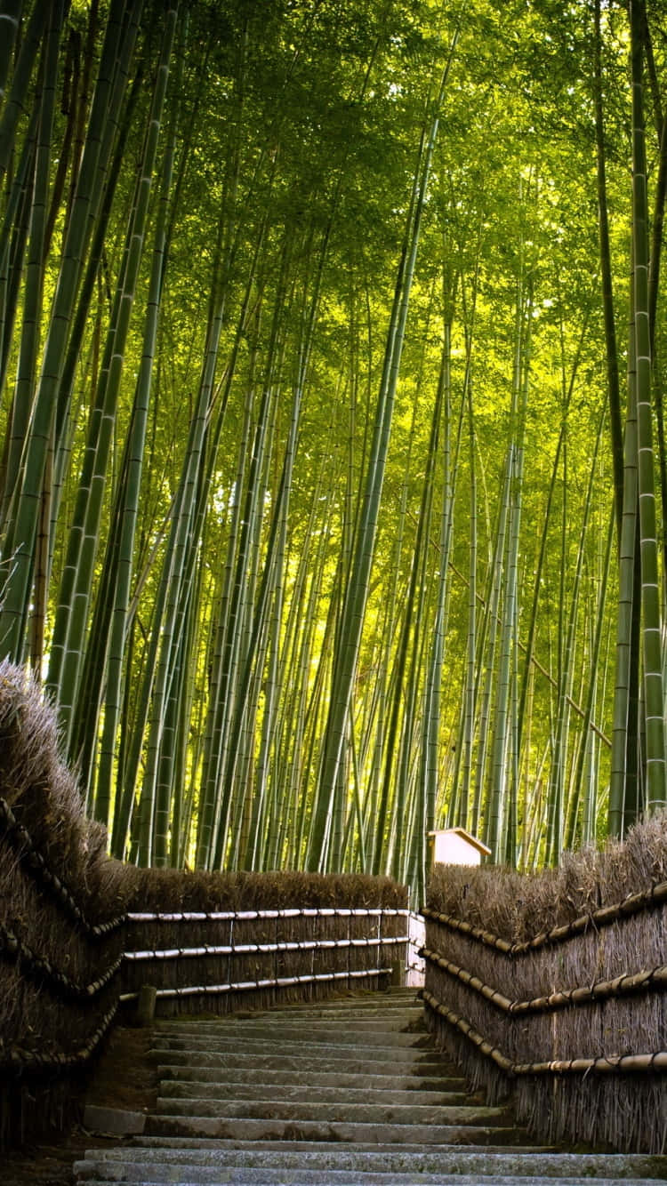 En bambusskov med trapper, der fører op til en bambusskov Wallpaper