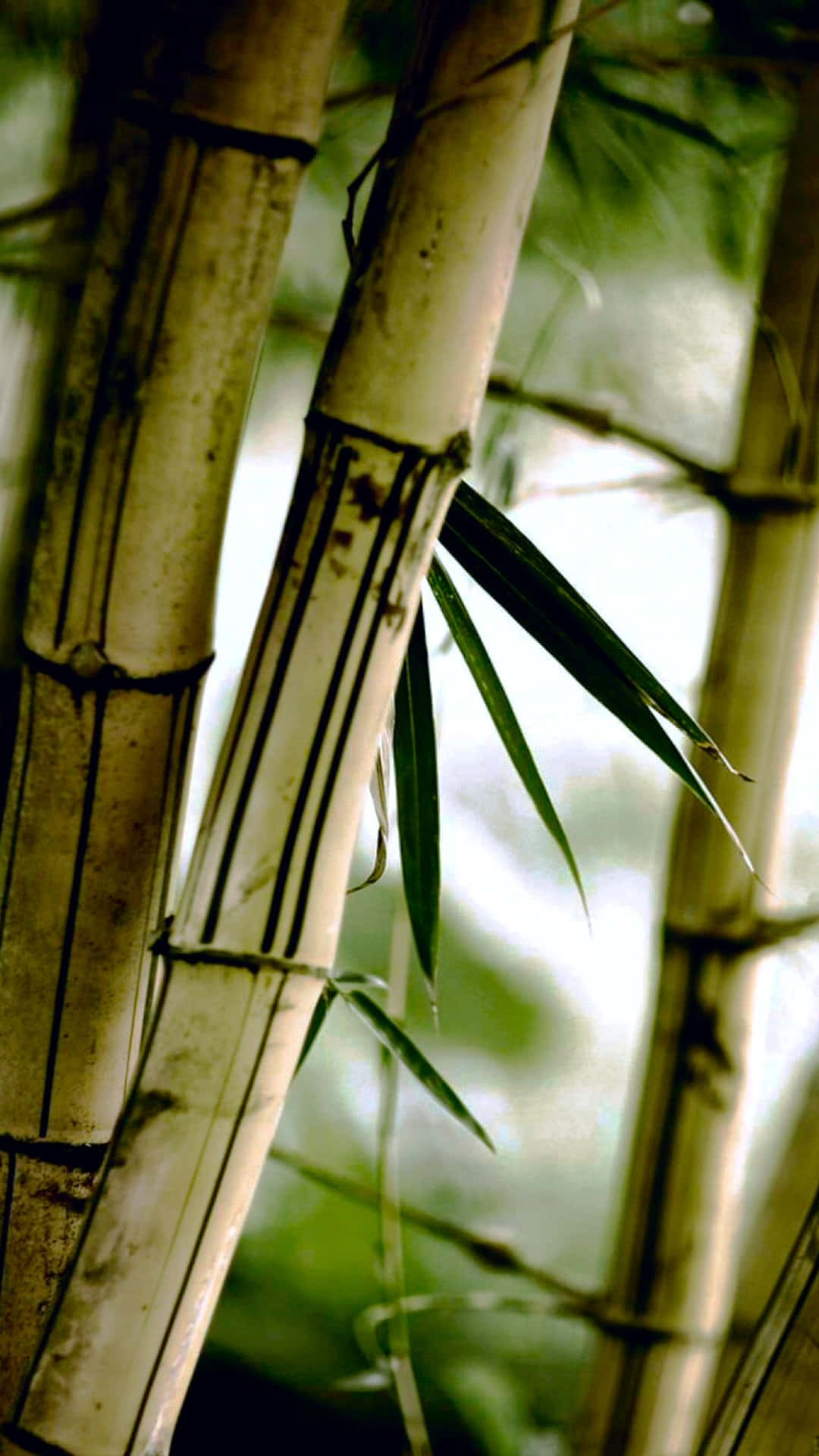 Unárbol De Bambú Con Un Pájaro Sobre Él Fondo de pantalla