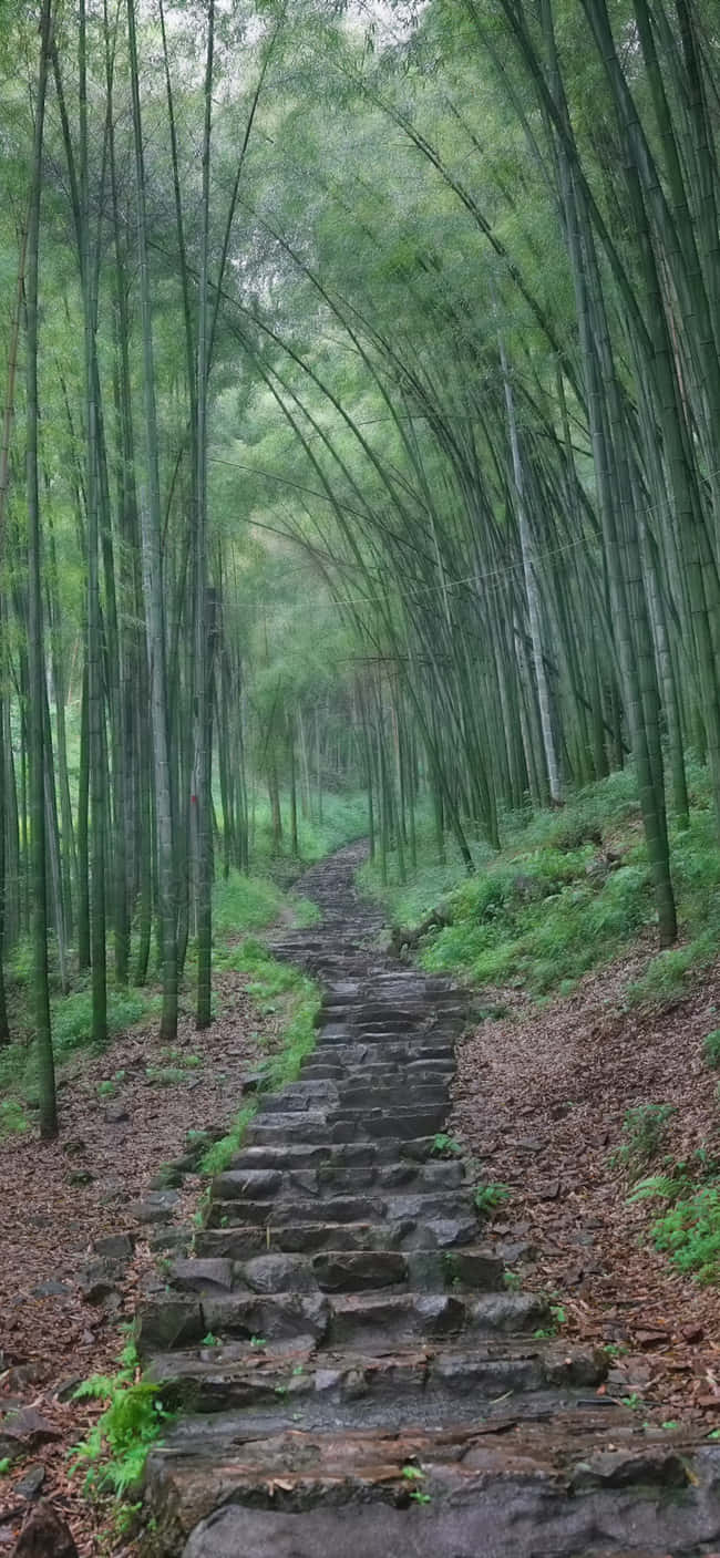 Caminode Bosque De Bambú Estampado En Madera Fondo de pantalla