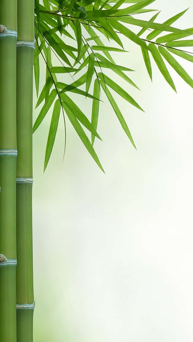 Fotosde Bambu Em Estoque, Imagens Livres De Direitos Autorais Papel de Parede