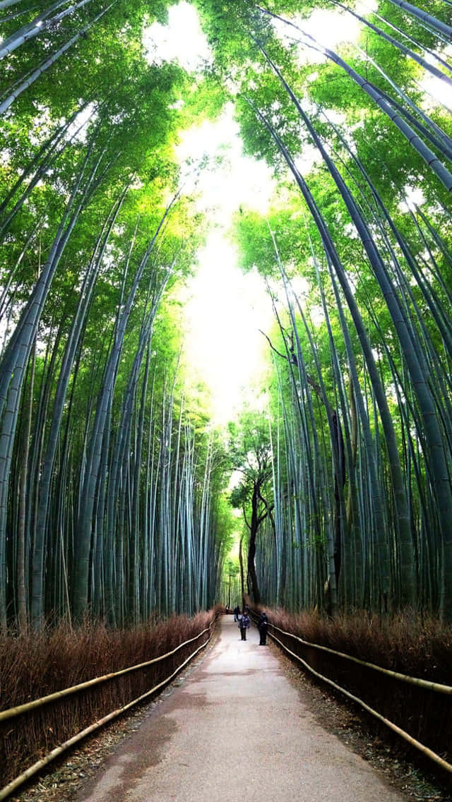 A Path Through A Bamboo Forest Wallpaper