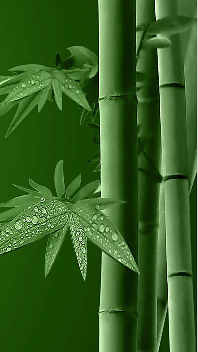 Folhasde Bambu Em Um Fundo Verde Papel de Parede