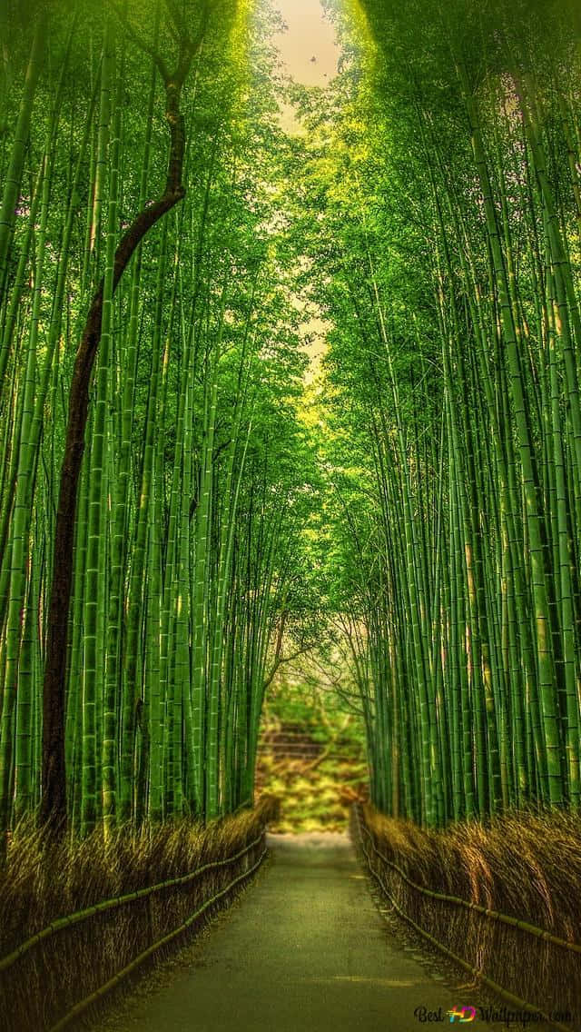 Bosquede Bambú - Kyoto - Kyoto - Kyoto - Kyoto - Kyoto Fondo de pantalla