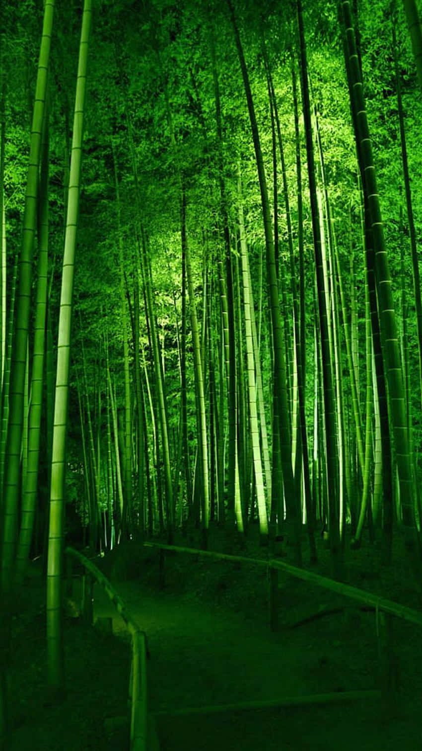 A Bamboo Forest Lit Up At Night Wallpaper