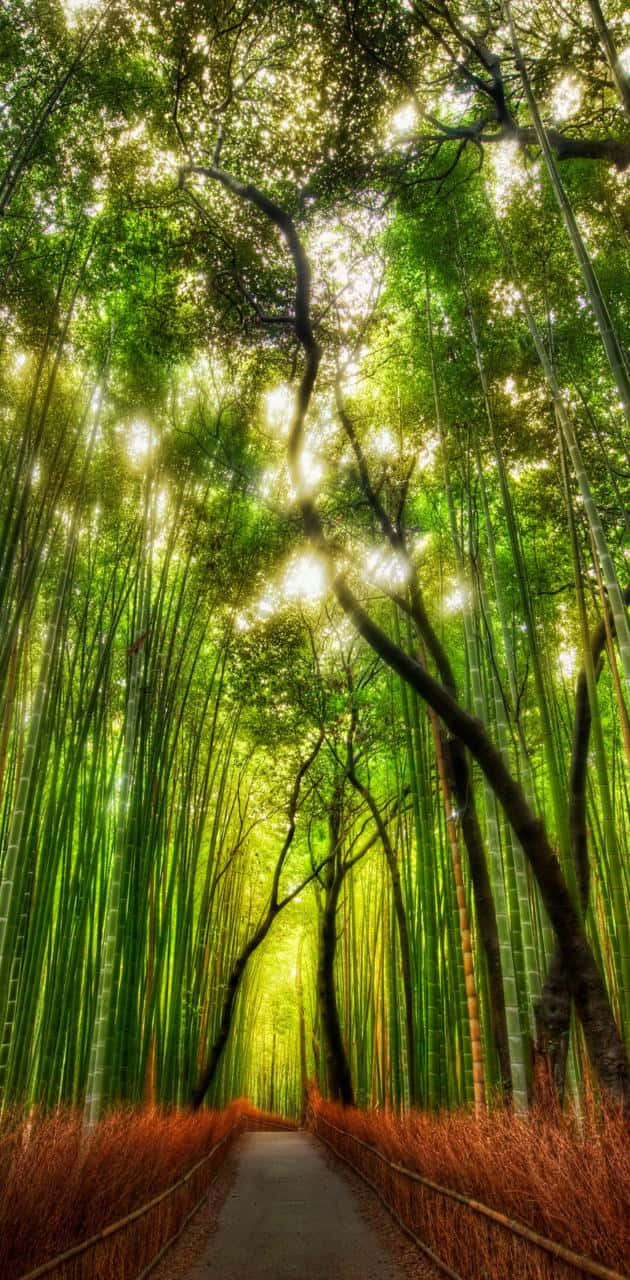 Bambuskogenav Tadao Tadao. Wallpaper