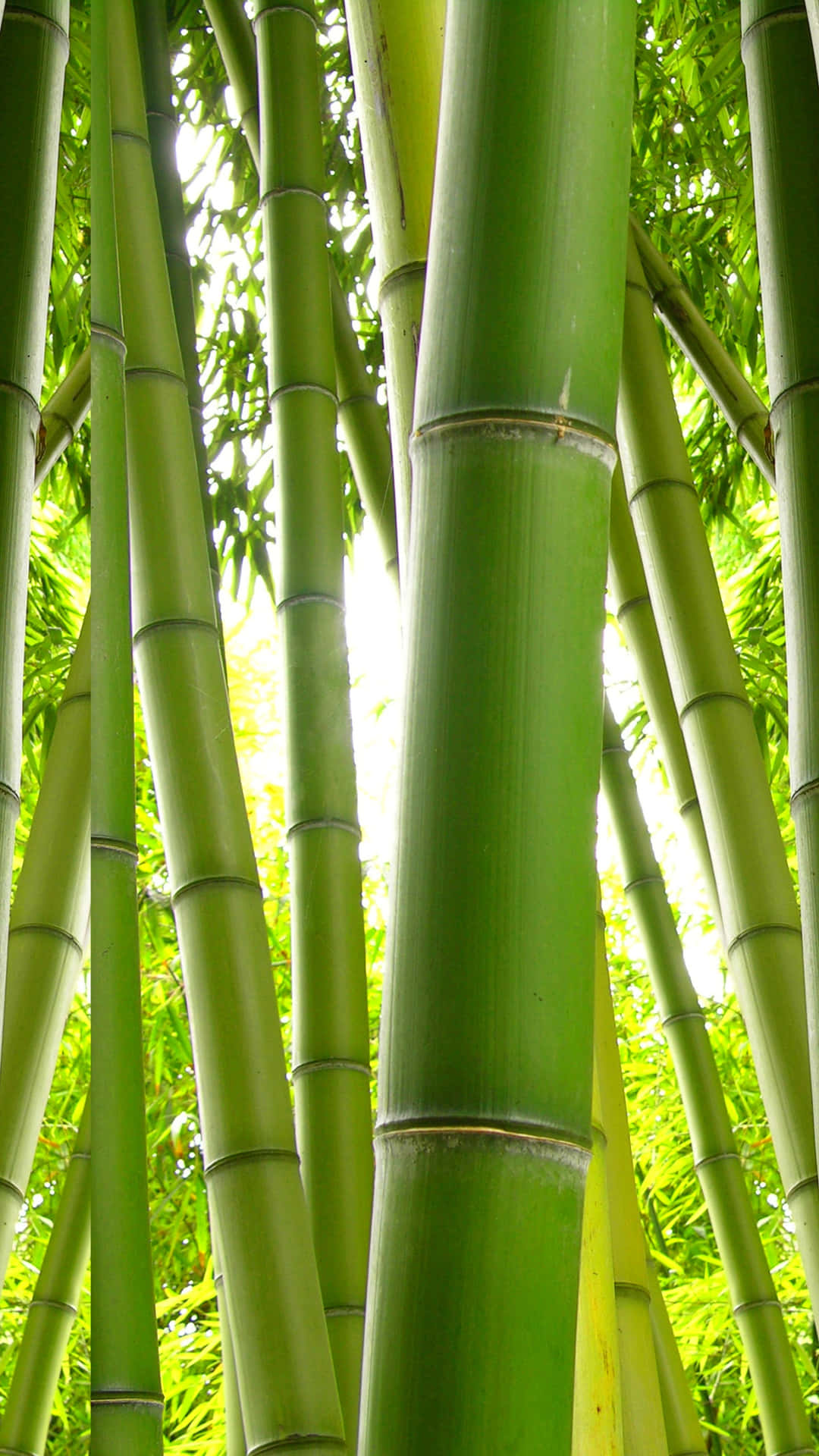 Bleibensie Stilvoll Verbunden Mit Dem Revolutionären Bambus-handy Wallpaper