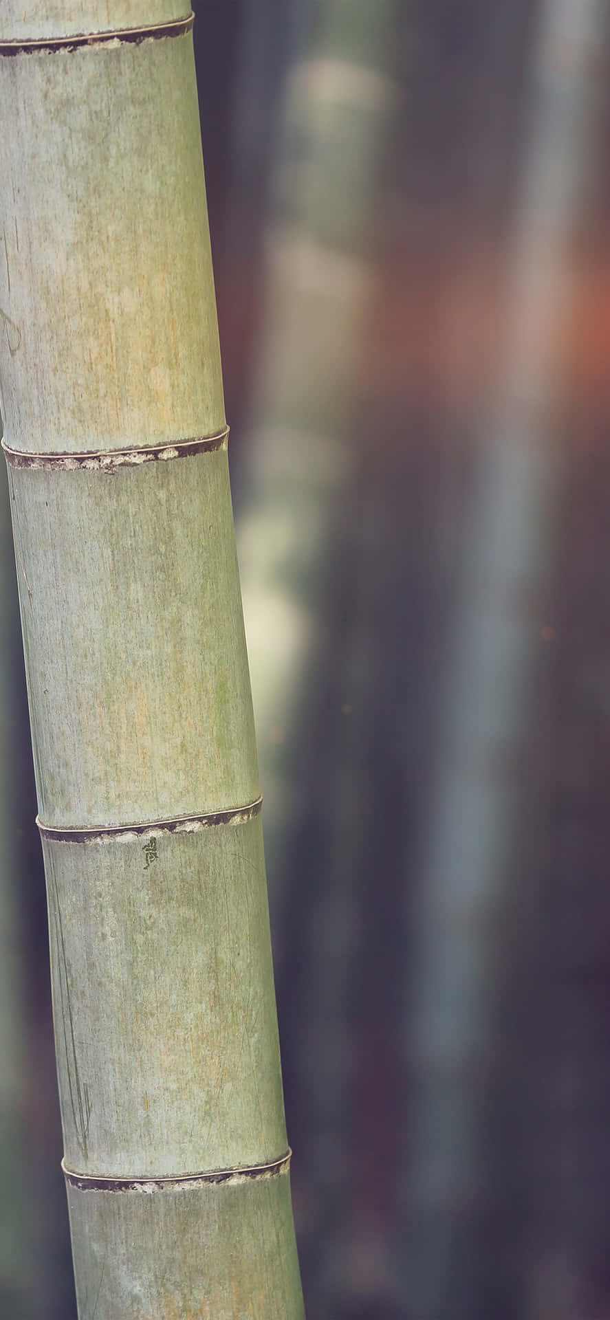 Et tæt på et bambustræ Wallpaper