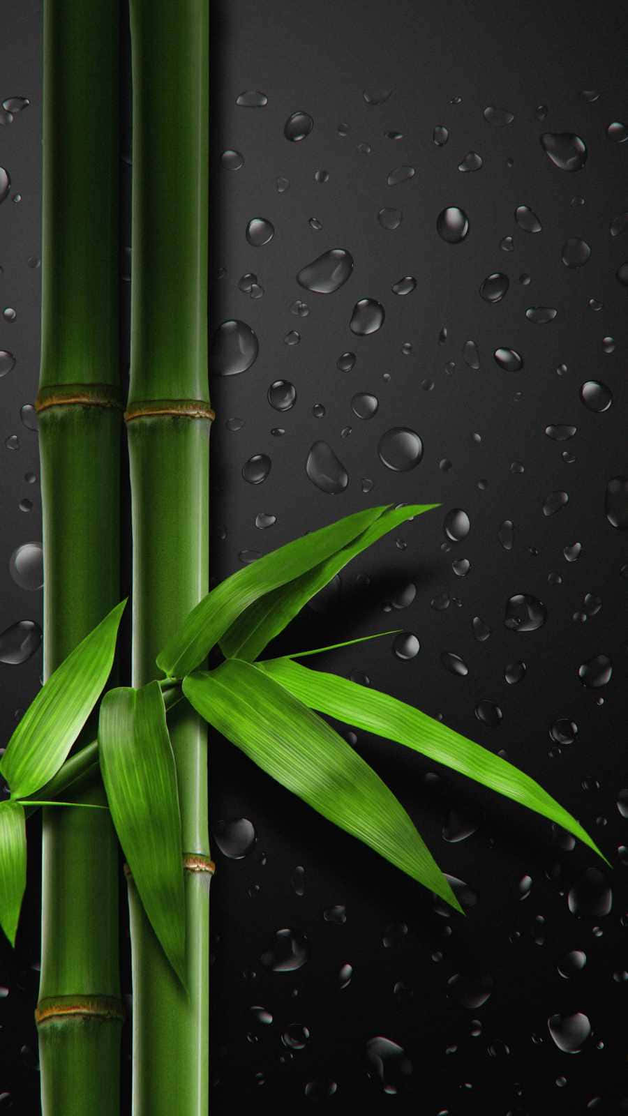 Bamboo Wallpapers - Wallpapers For Desktop Wallpaper