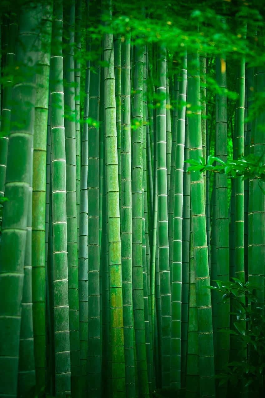 Bambuskogeni Kyoto, Japan. Wallpaper