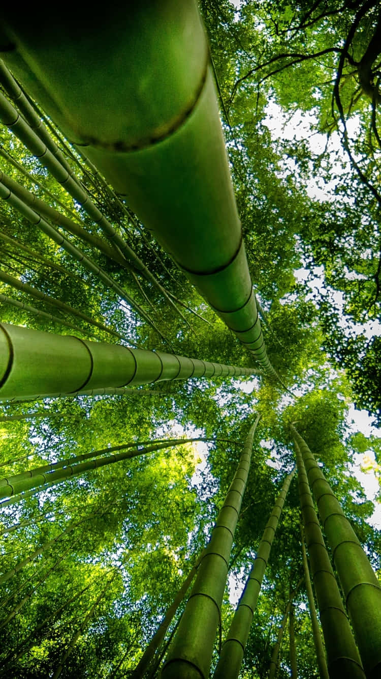 Florestade Bambu Em Quioto, Japão. Papel de Parede