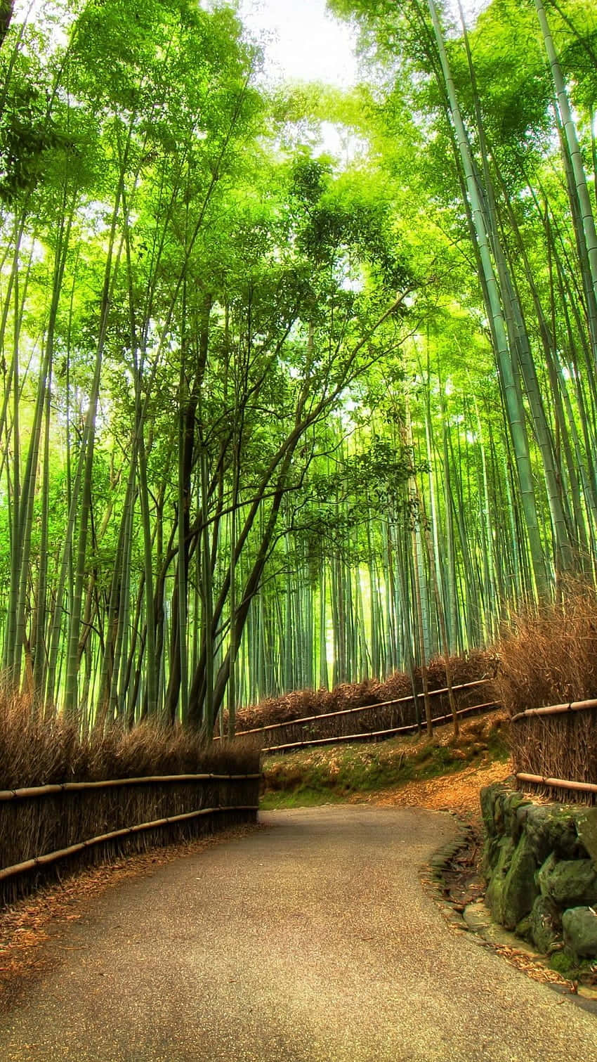 Uncamino A Través De Un Bosque De Bambú Fondo de pantalla