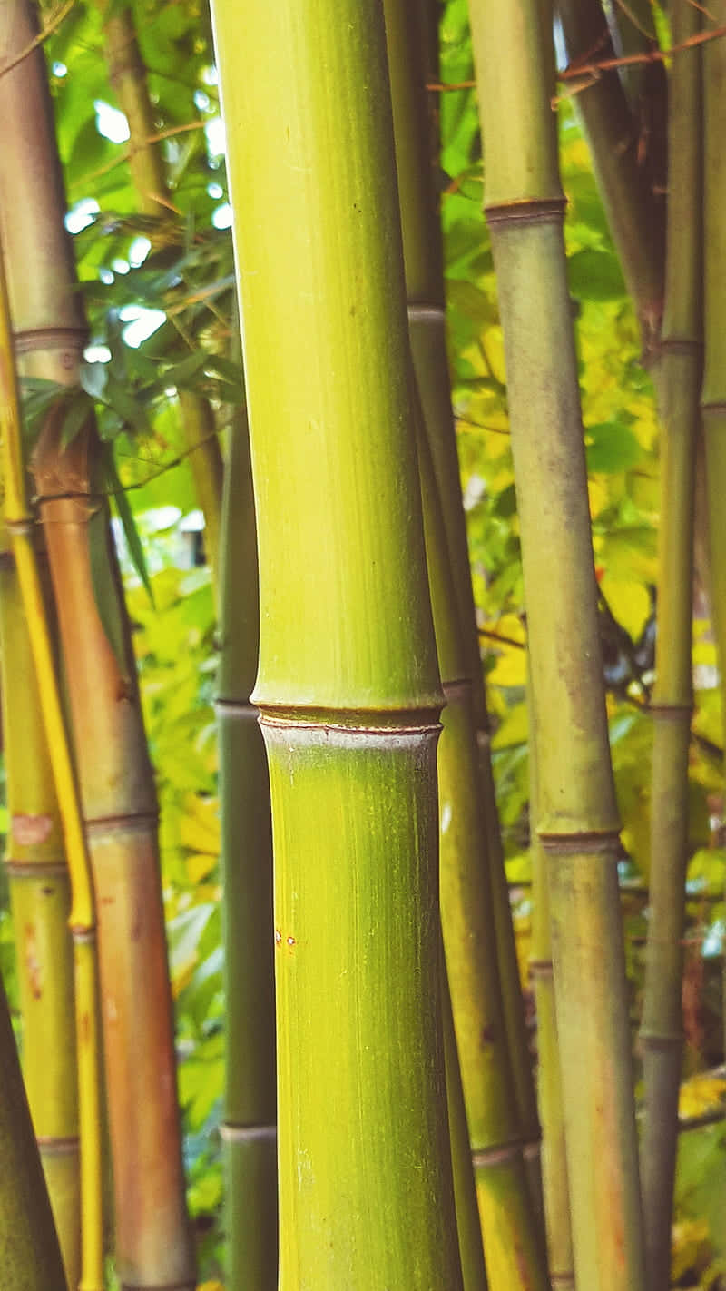 En gruppe bambustræer er skildret langs dette design Wallpaper