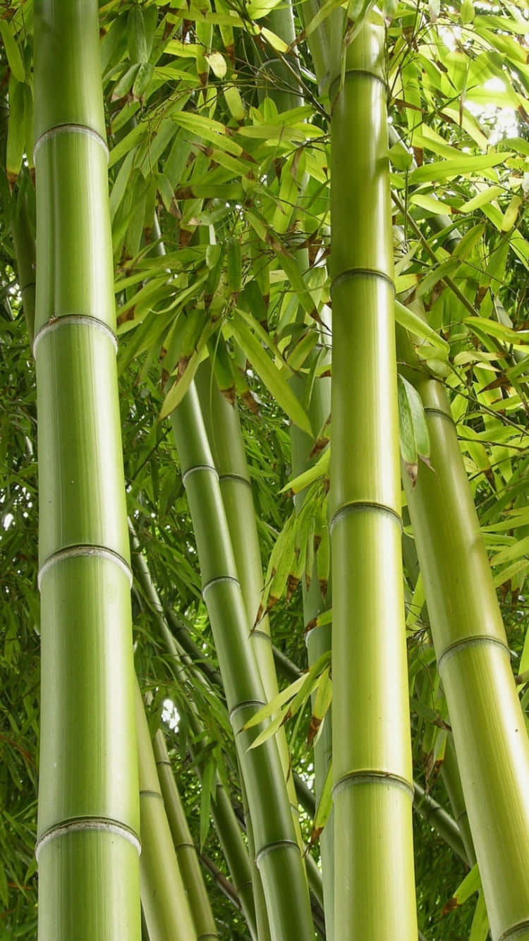 Free Bamboo Phone Wallpaper Downloads, [100+] Bamboo Phone Wallpapers for  FREE 
