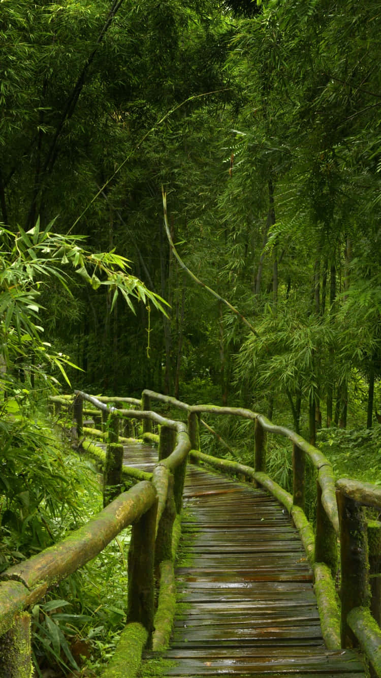 A Wooden Walkway In The Middle Of A Lush Green Forest Wallpaper