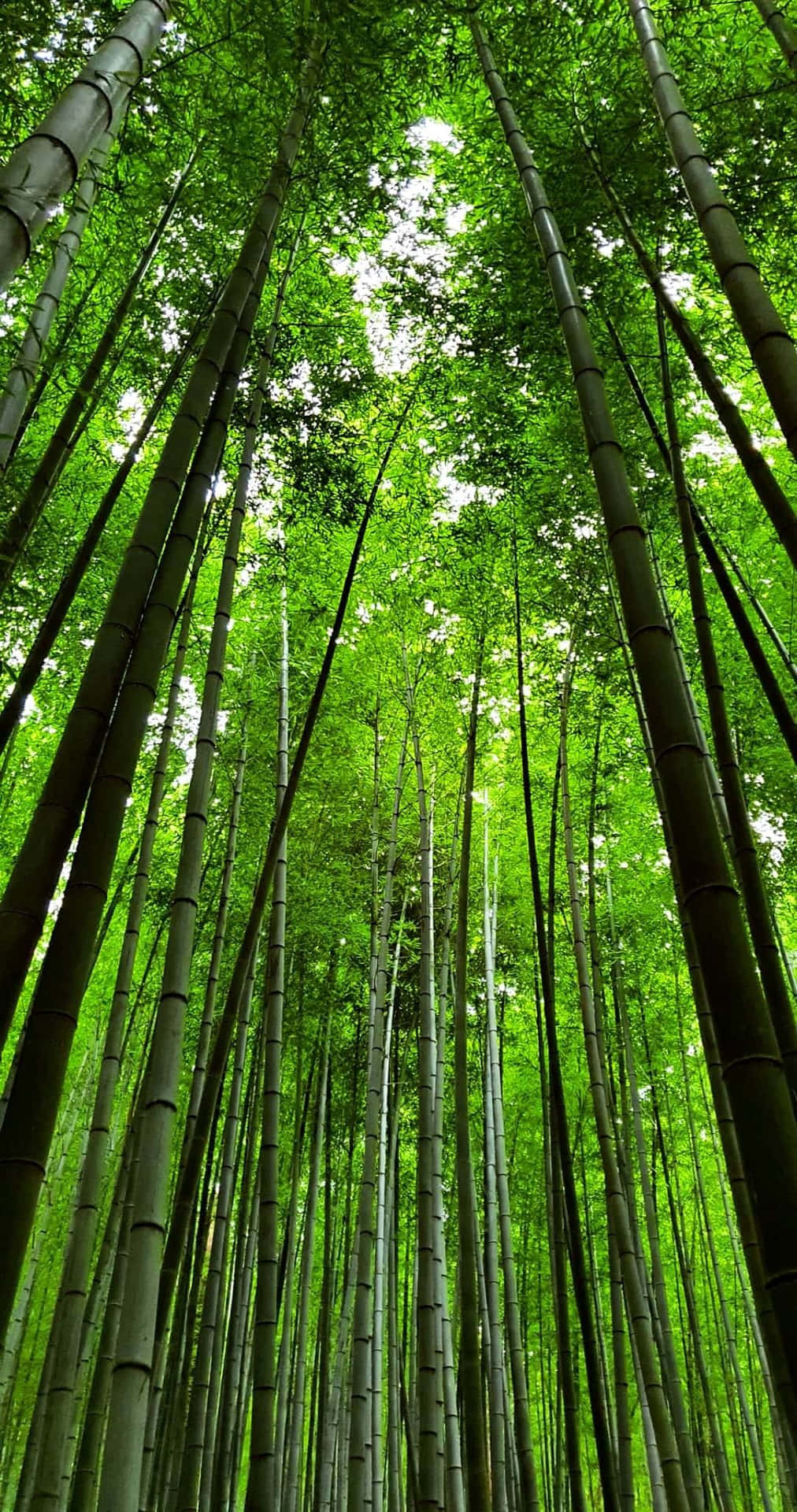 Teléfonode Bambú Único Para Una Vida Más Inteligente. Fondo de pantalla