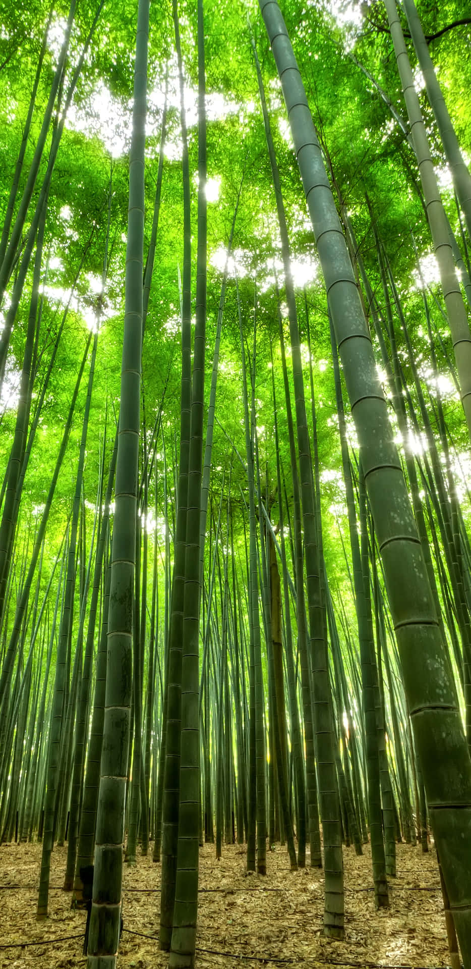 Bosquede Bambú En Kioto, Japón Fondo de pantalla