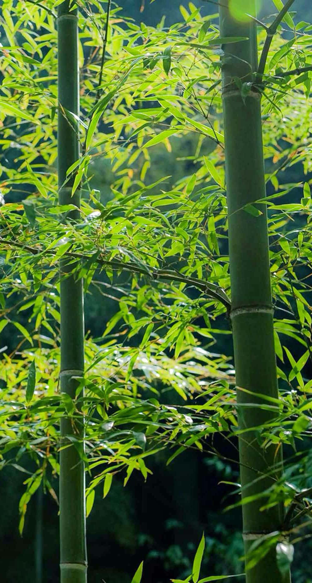 Ungrupo De Árboles De Bambú En El Bosque. Fondo de pantalla