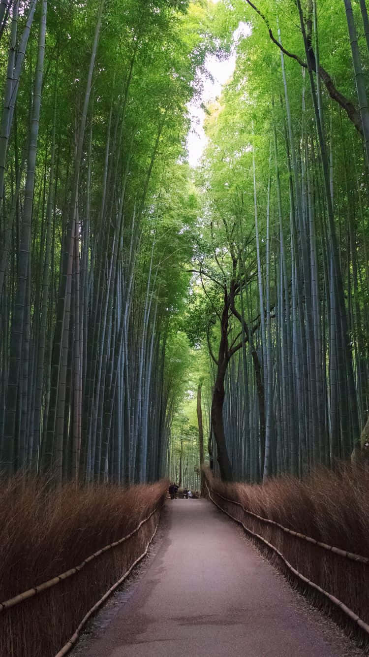 Umcaminho Através De Um Bosque De Bambu Papel de Parede