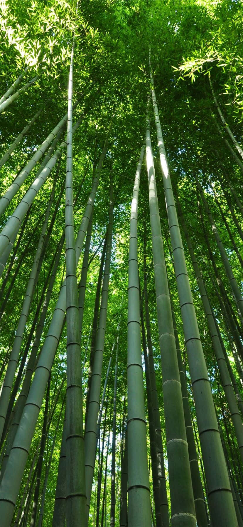 Bambuskogtapet - Bambuskog Tapet Wallpaper
