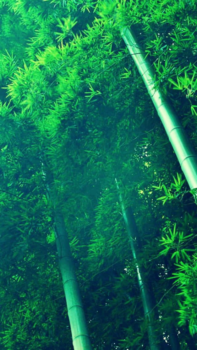 Natürlichematerialien Treffen Auf Moderne Technologie Mit Dem Umweltfreundlichen Bambus-telefon. Wallpaper