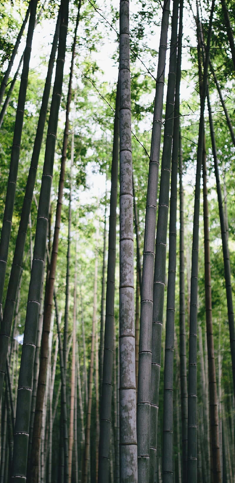 Høje bambustræer i en skov Wallpaper