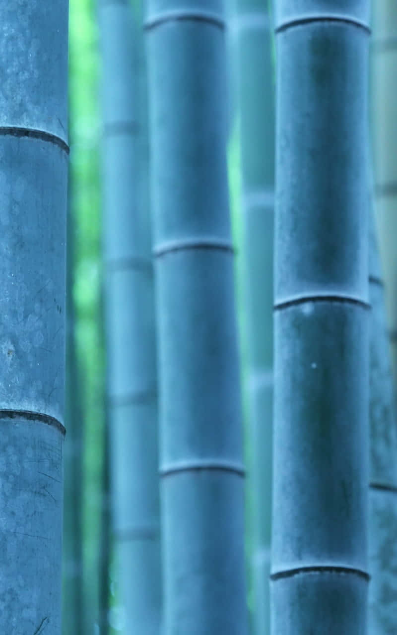 Bambus skov i Kyoto, Japan Wallpaper