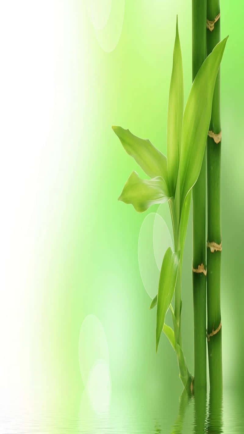Bamboo Stems In Water With Green Background Wallpaper