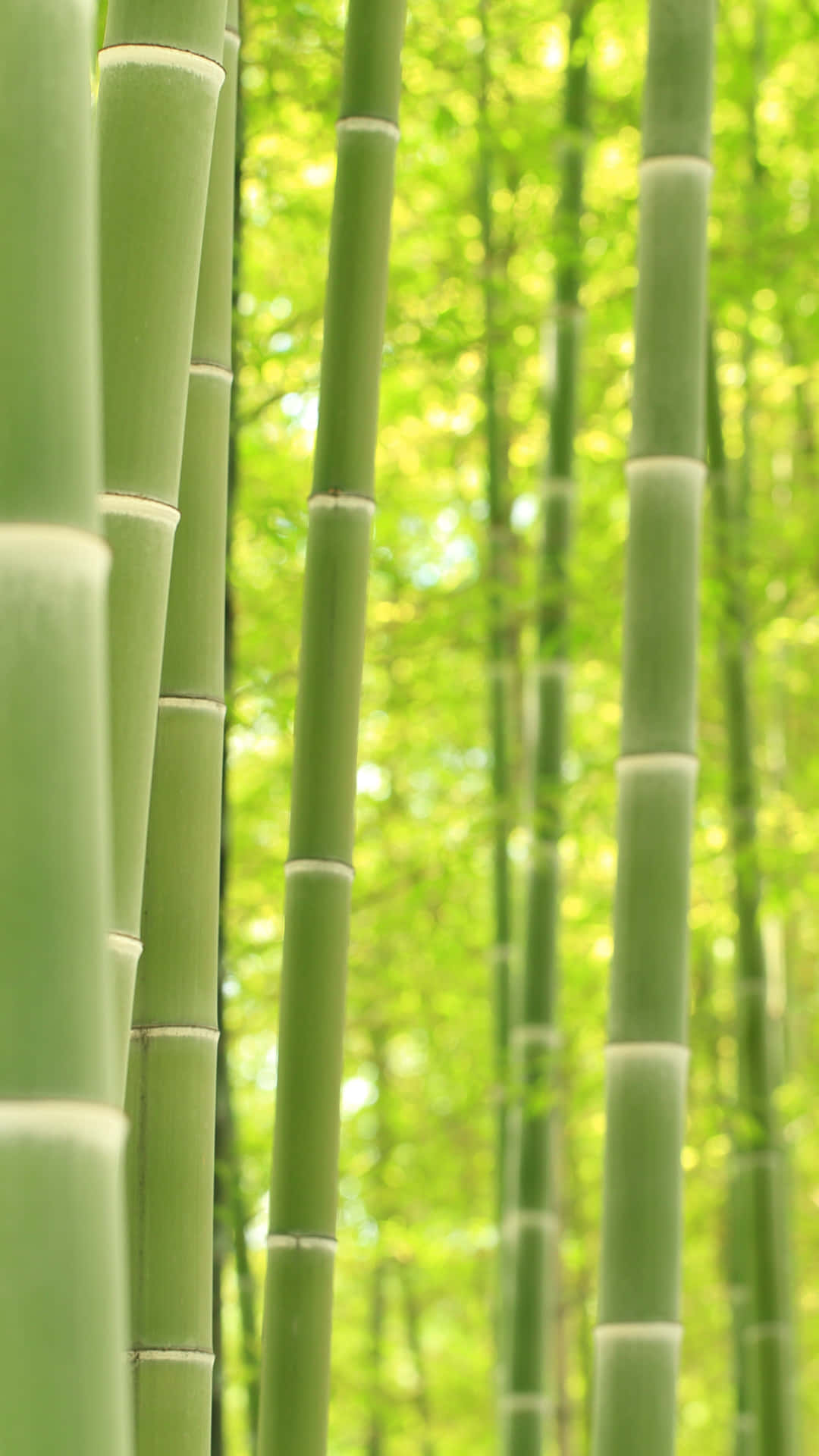 Bamboo Forest In A Green Forest Wallpaper