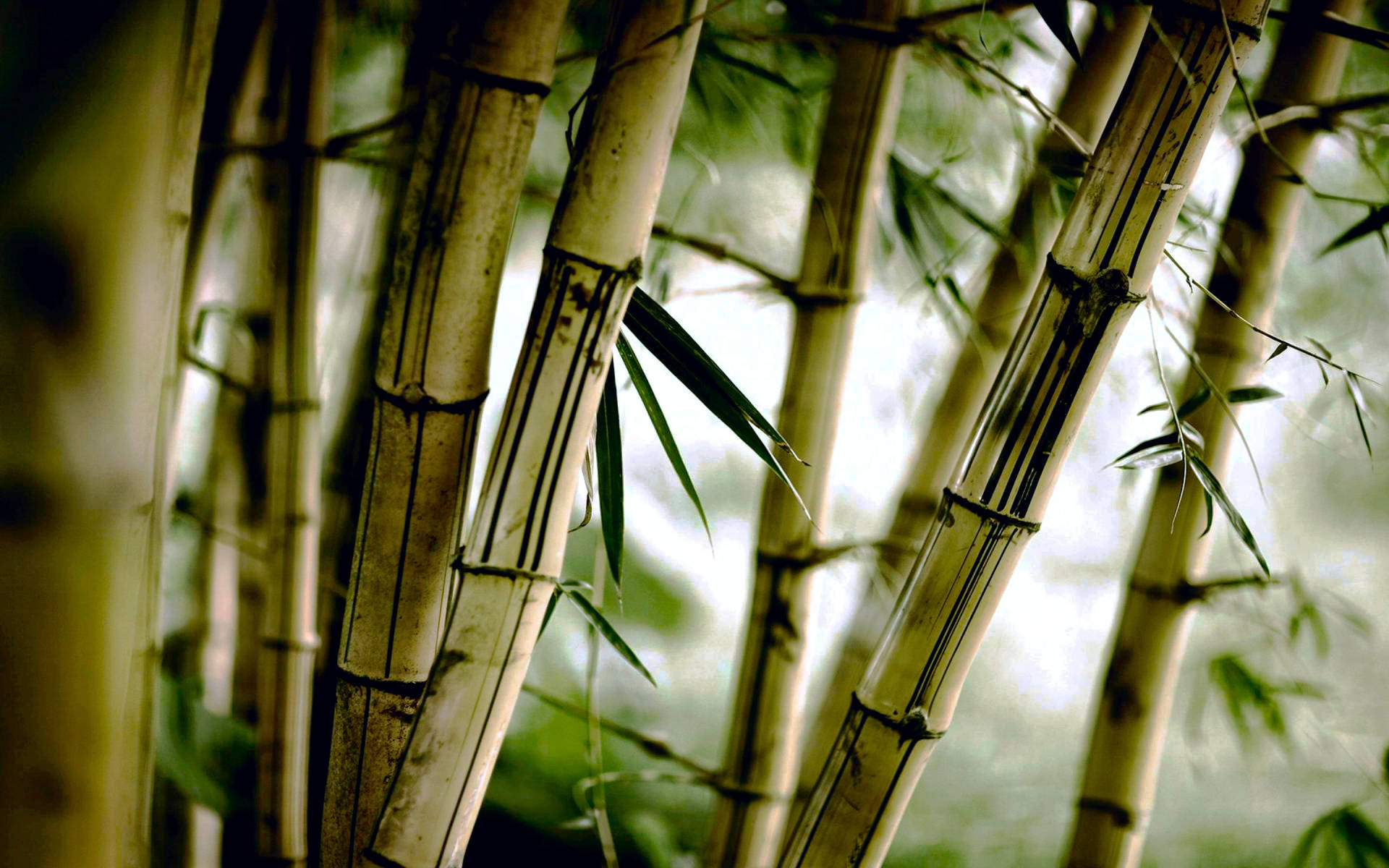 Bamboo Plant In Haze