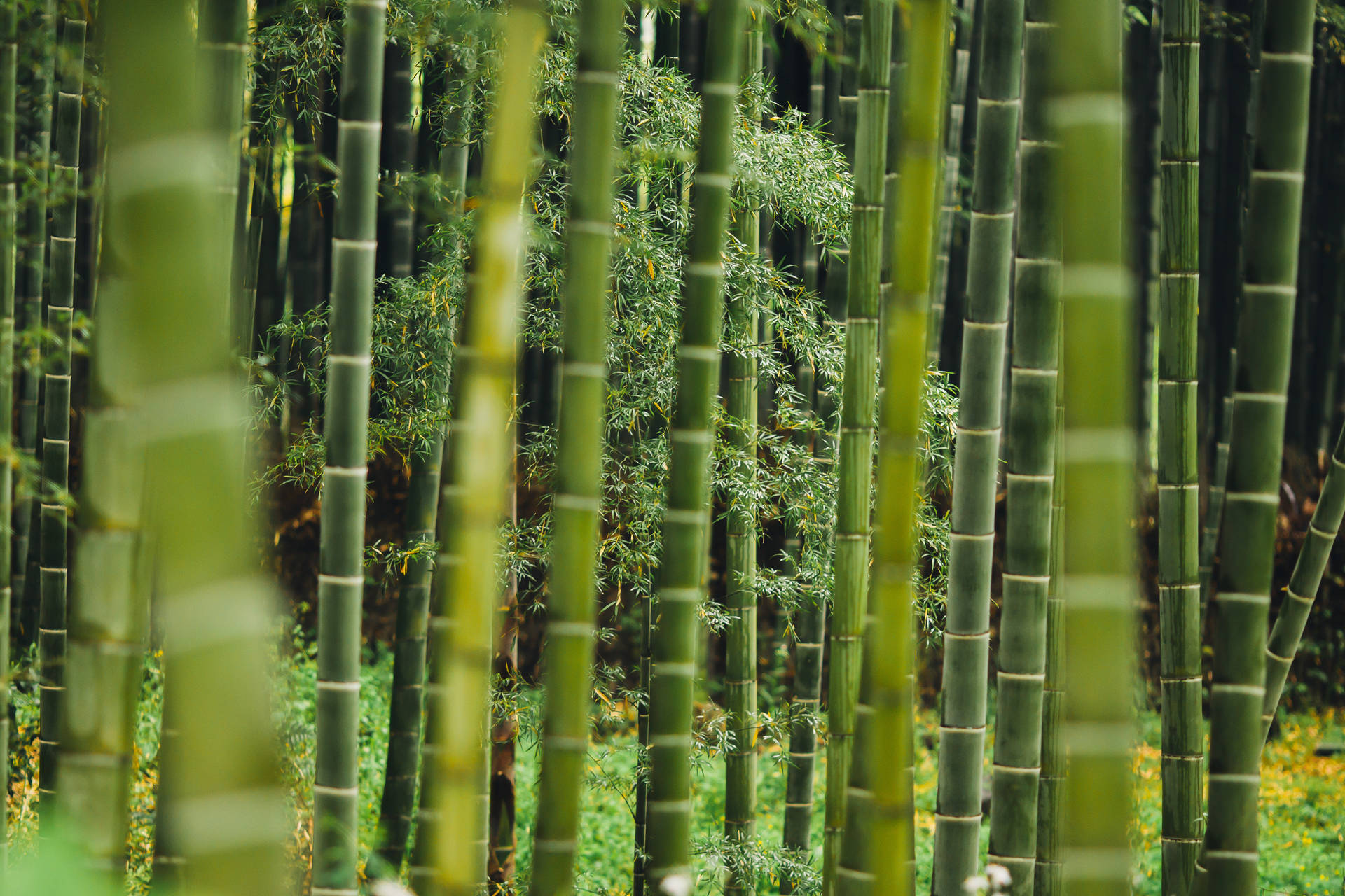 Bamboo Plants And Grass