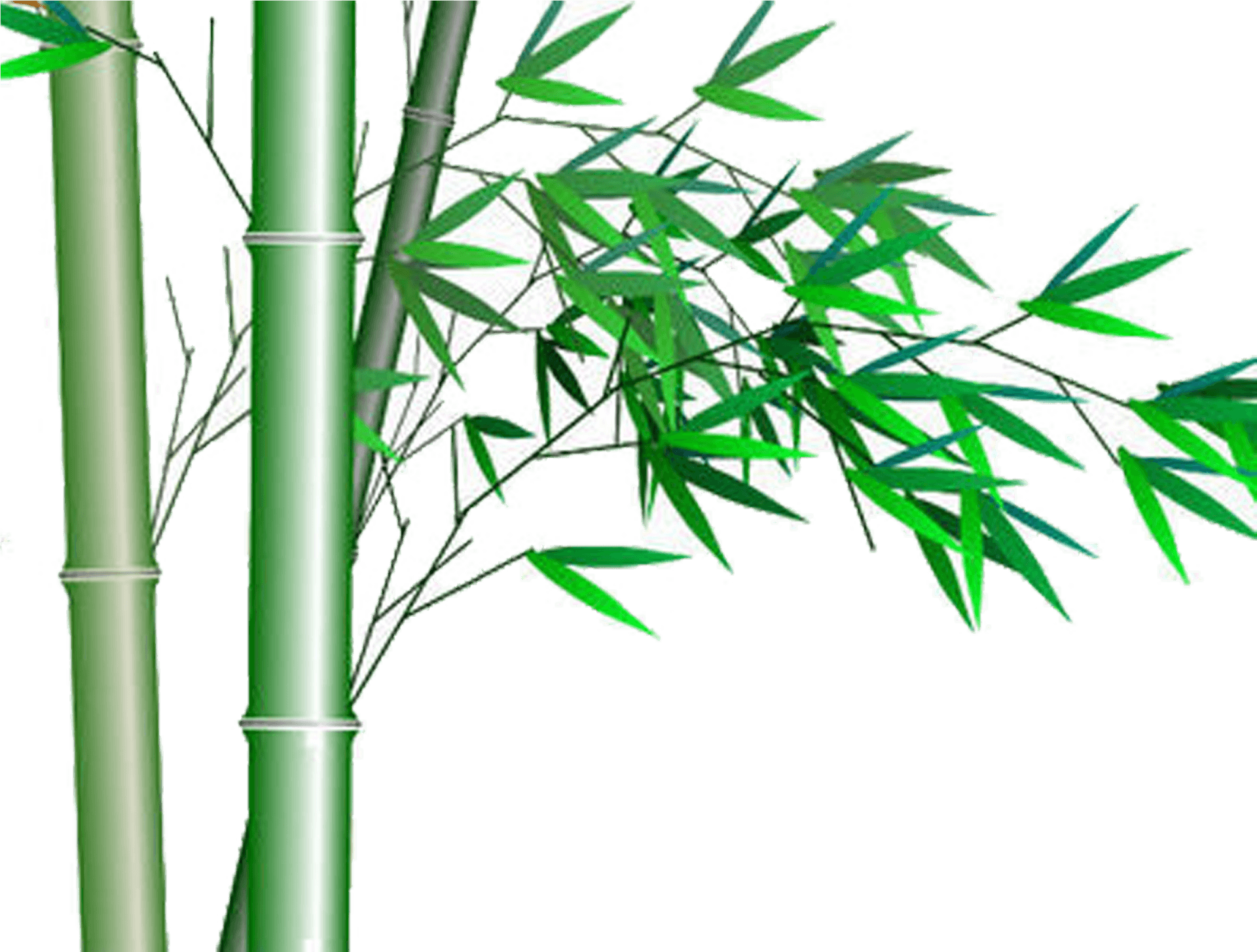 Bamboo Stalksand Leaves Graphic PNG