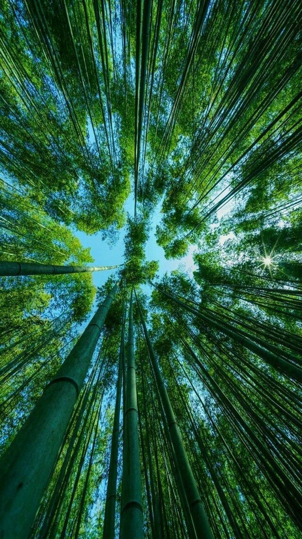 Bamboo forest MacBook Air Wallpaper Download | AllMacWallpaper