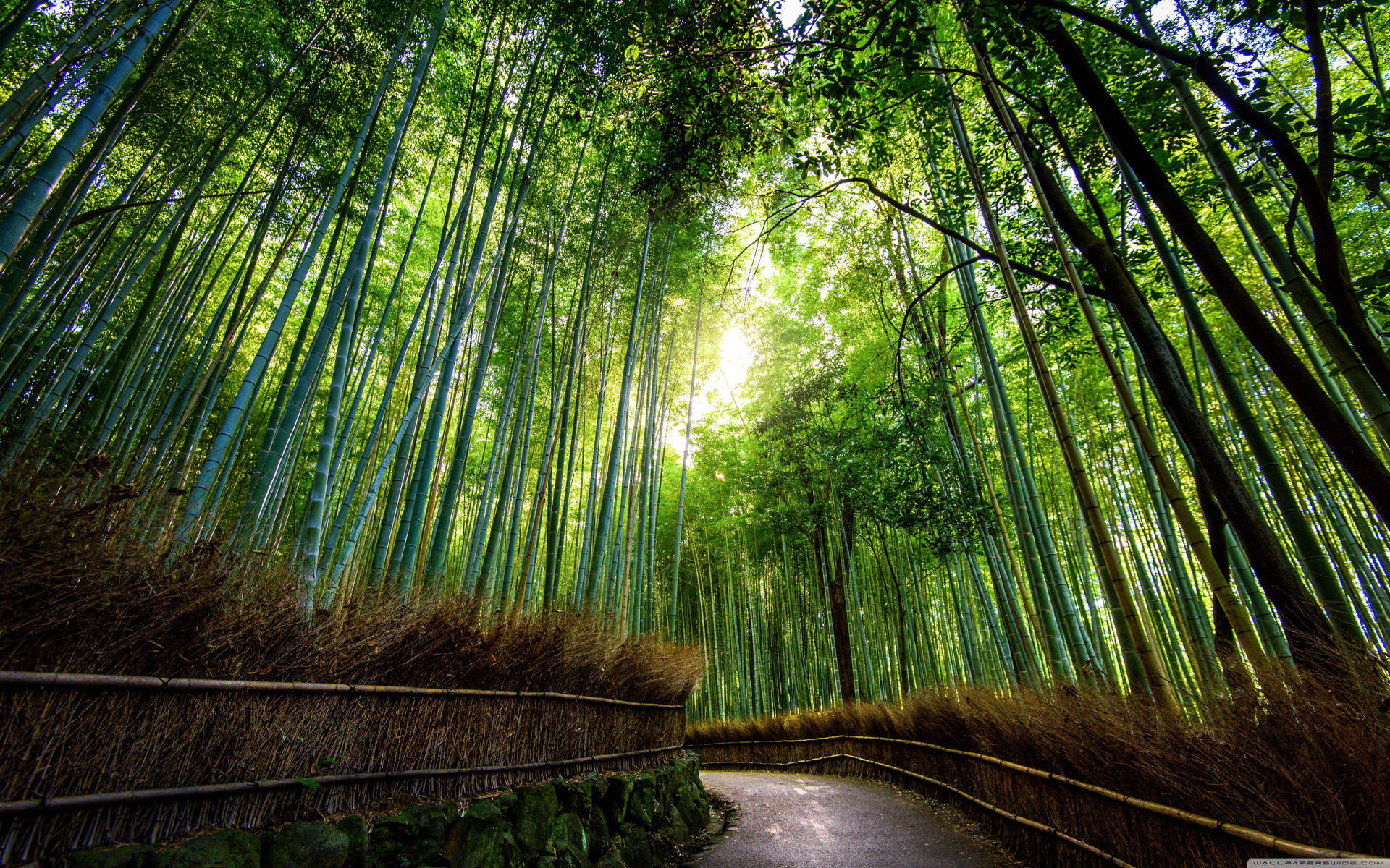 Bamboo Trail Forest Background Wallpaper
