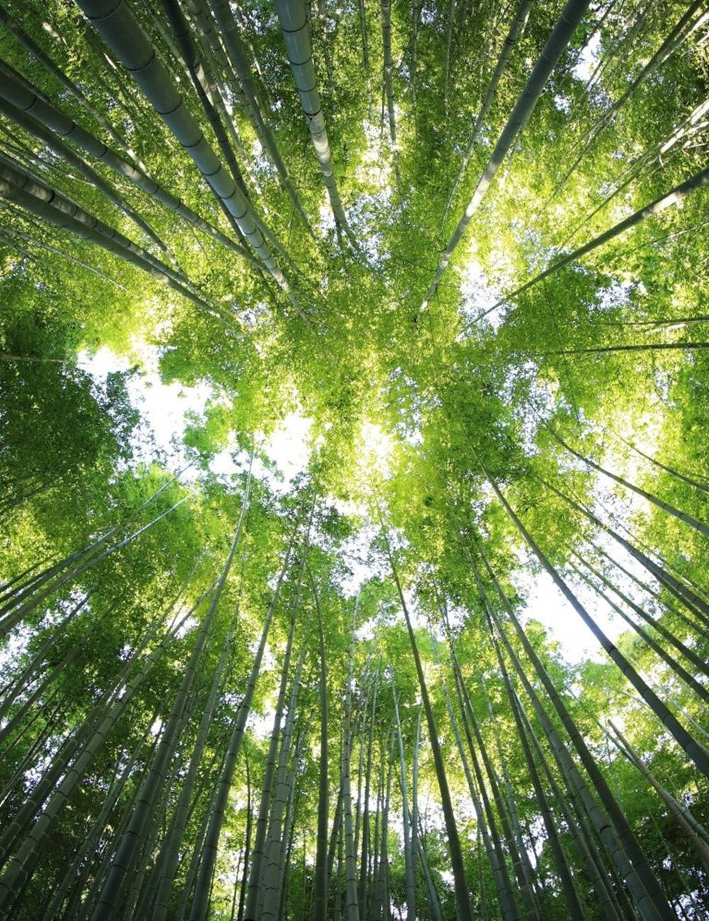 Bamboo Tree Tops IPhone Wallpaper