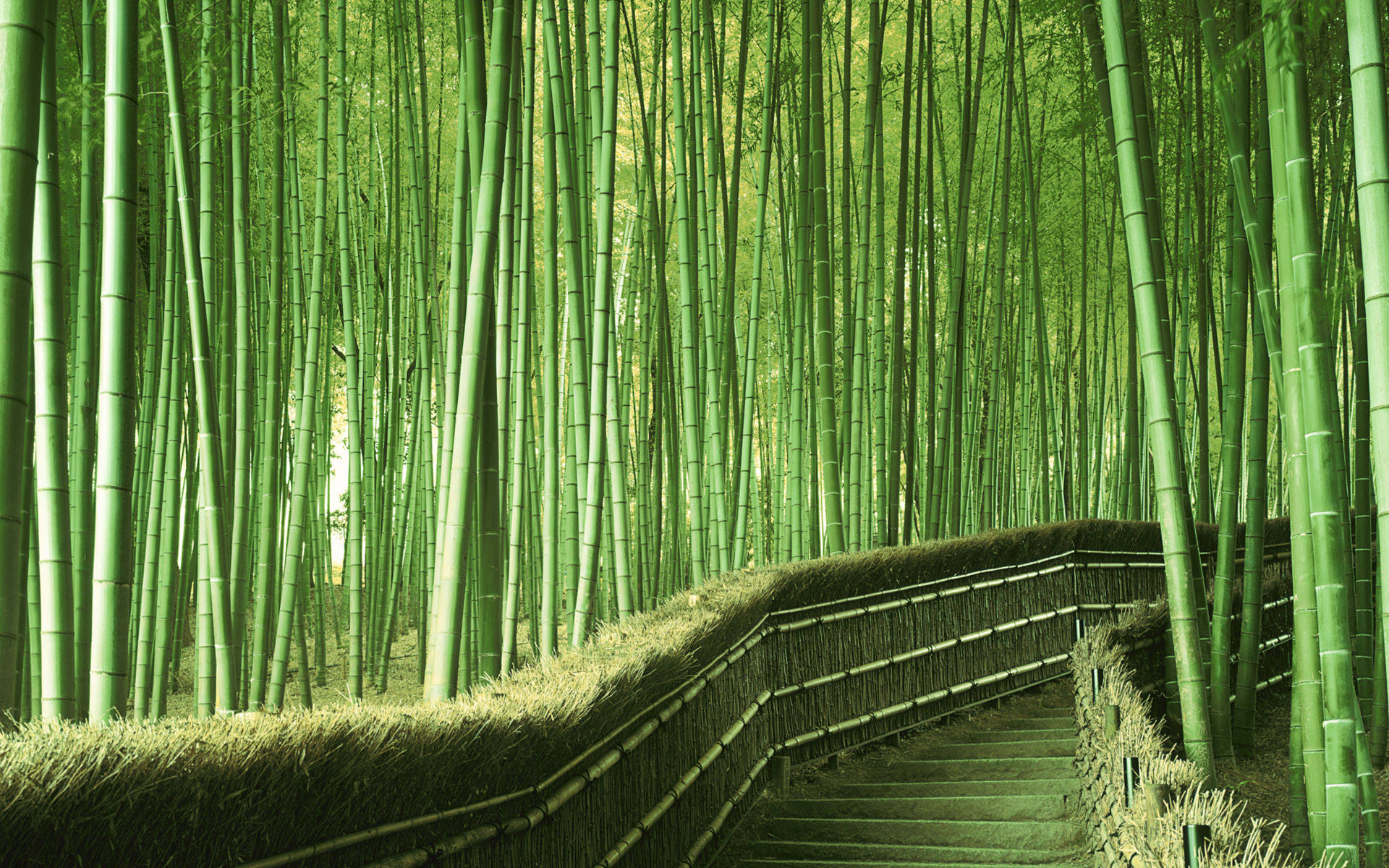 Bamboo Trees Pathway