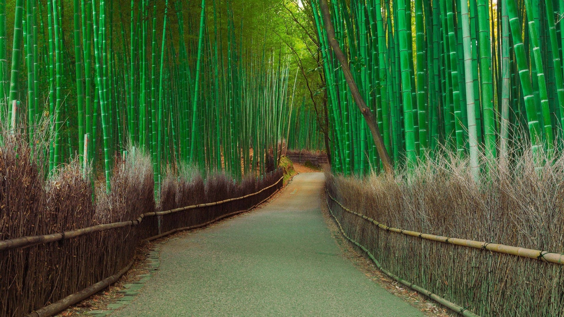 Bamboo Trees Road