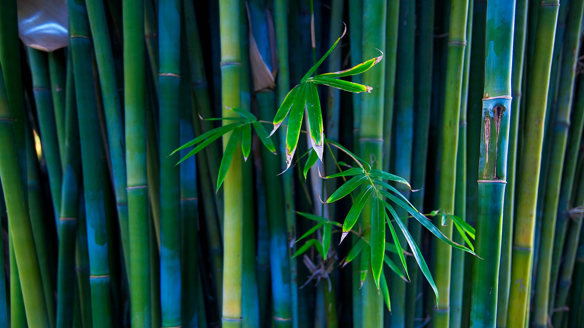 Bamboos With Leaves