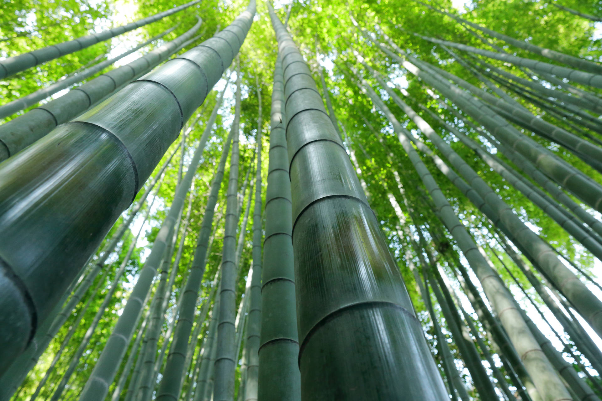 Bambus Green Forest Wallpaper