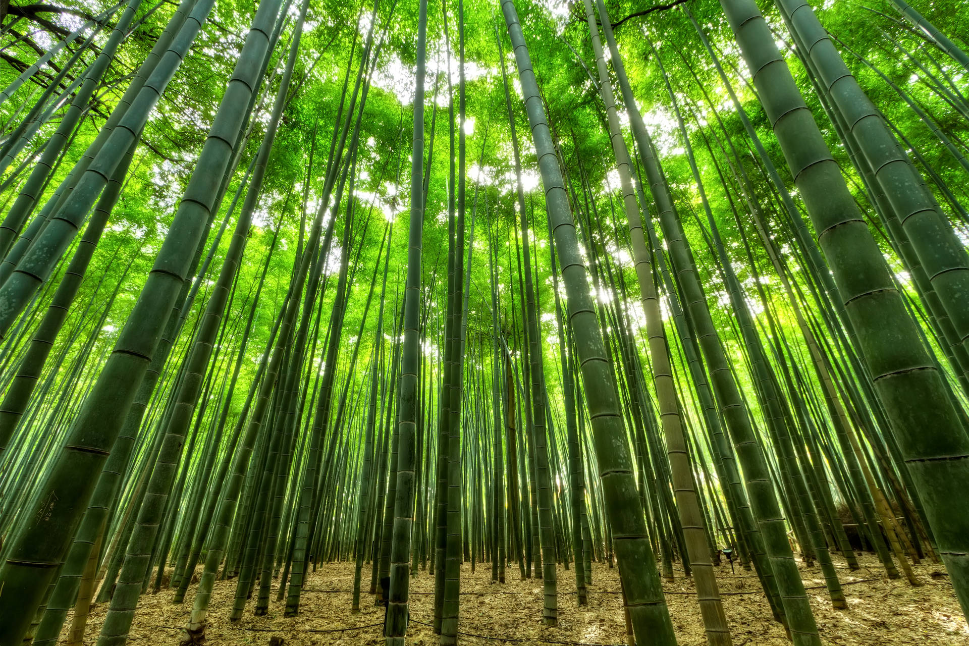 Bambus Grove Under Sollyset Wallpaper
