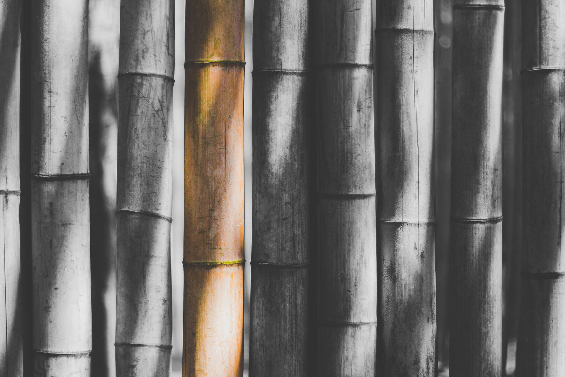 Bambus Sticks Gråtoner Wallpaper