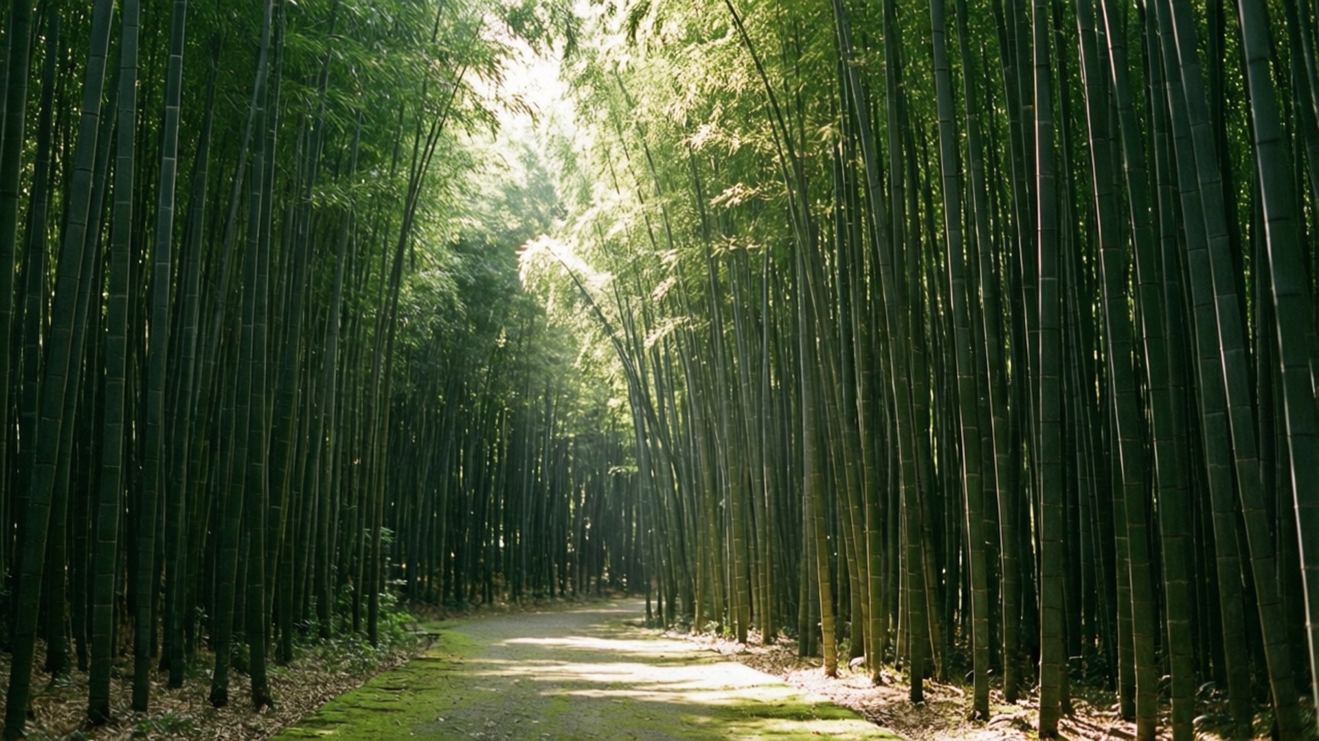 Bamboo Forest Path Wallpaper — Sunlight filters through towering green bamboo stalks casting dappled light on a winding forest path.