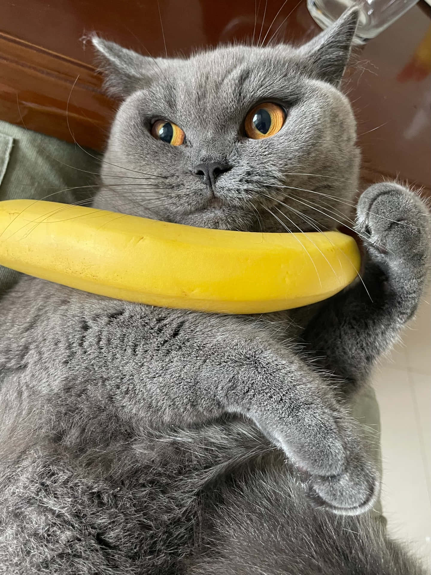 Delicious, nutritious, and delightful - a Banana!