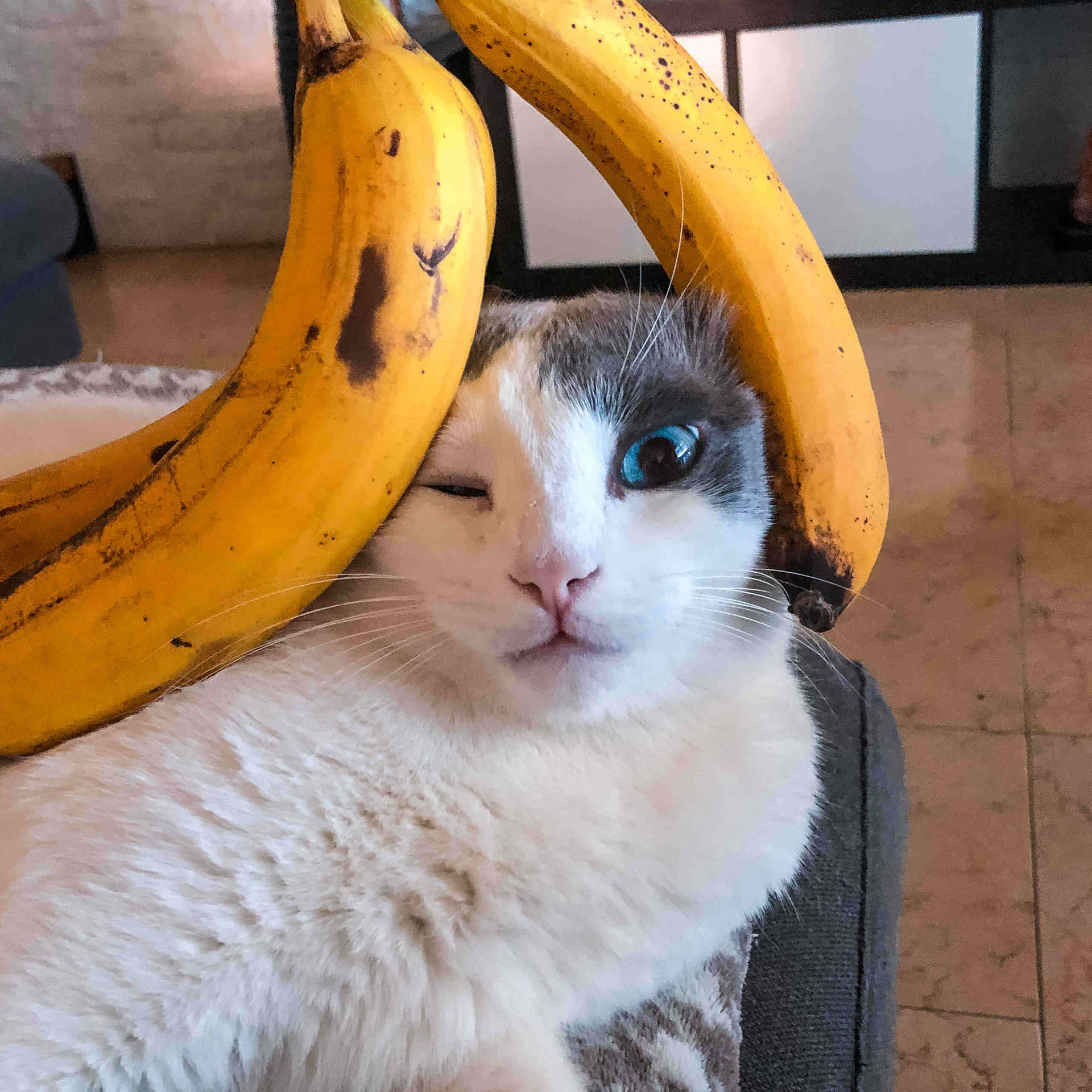 Banana Hat Cat.jpg Wallpaper