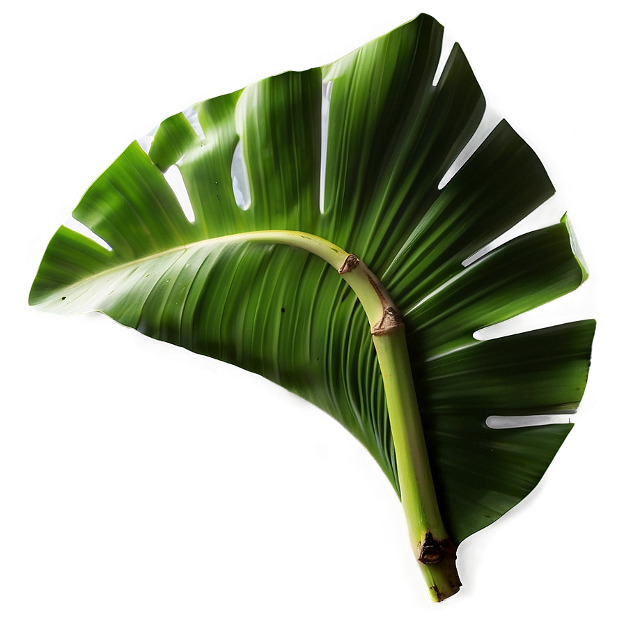 Download Banana Leaf Art Png Apf51 7324