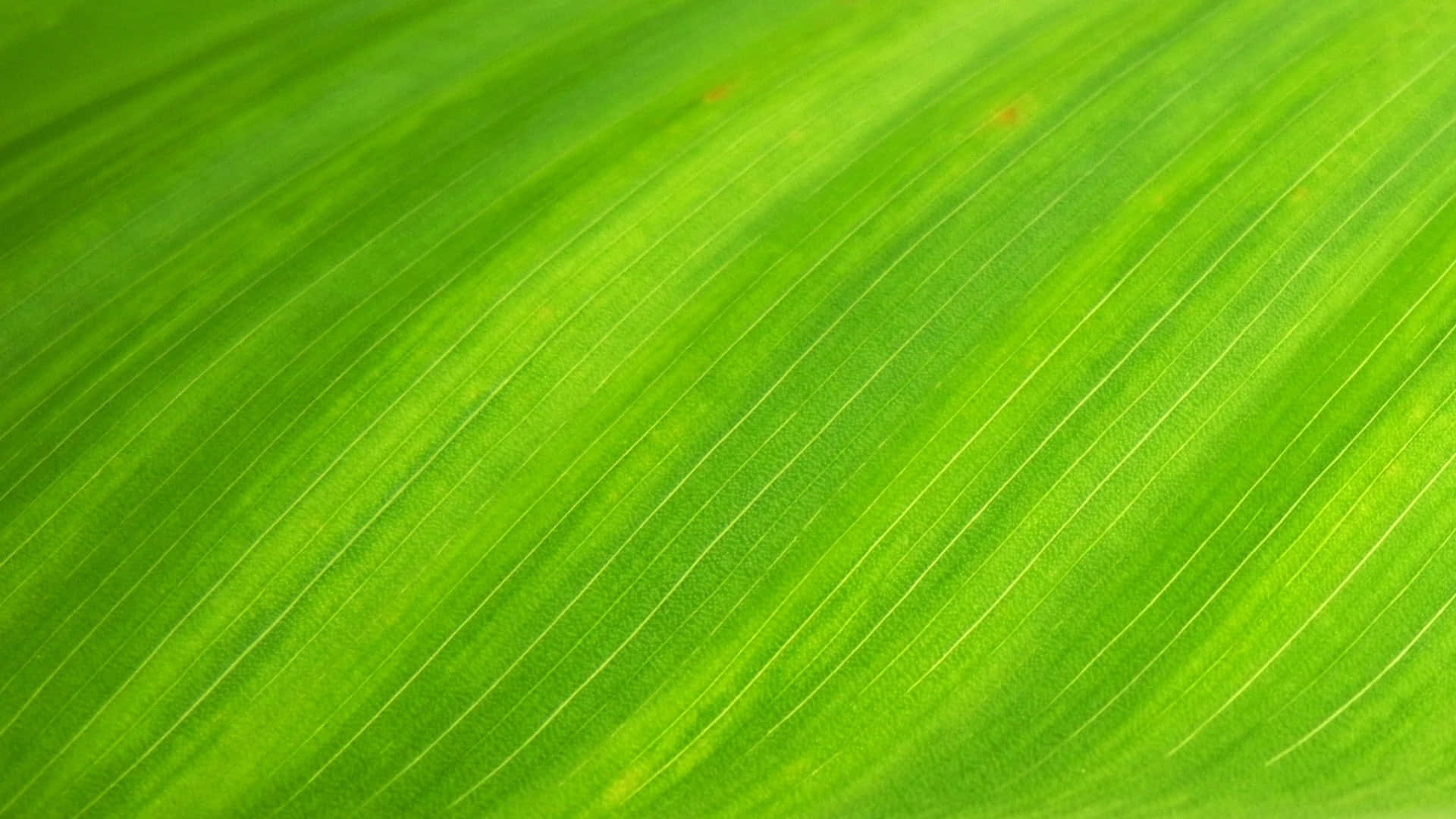 Green vibes from the banana leaf.