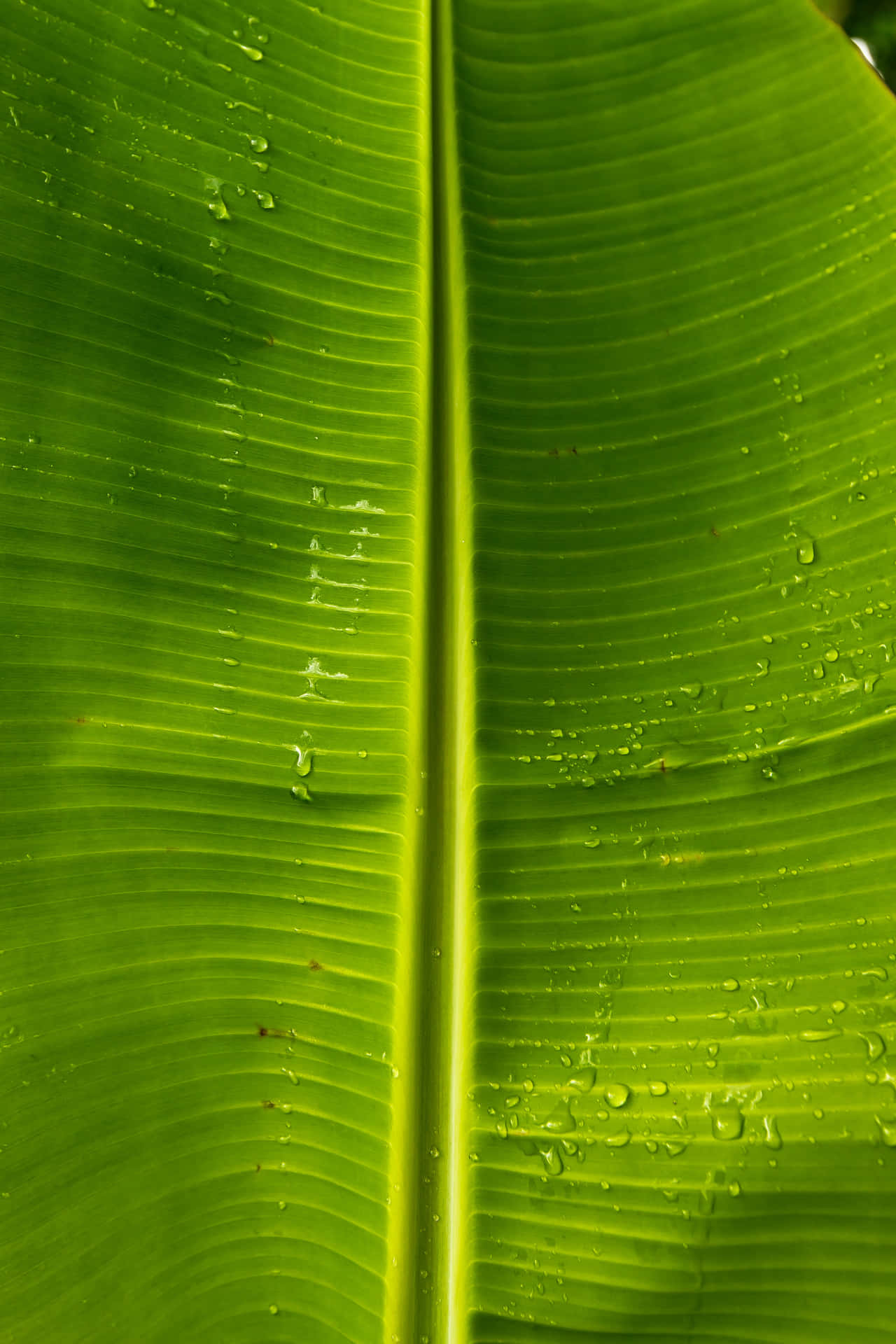 Tropiskbananblade Tapet.